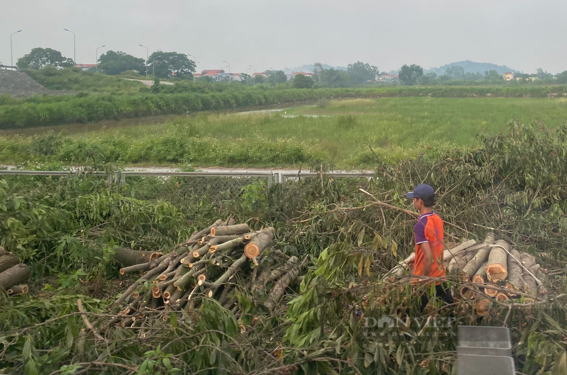 Chuyện gì xảy ra với hàng chục nghìn cây xanh bị chặt ở cao tốc Cầu Giẽ- Ninh Bình - Ảnh 5.