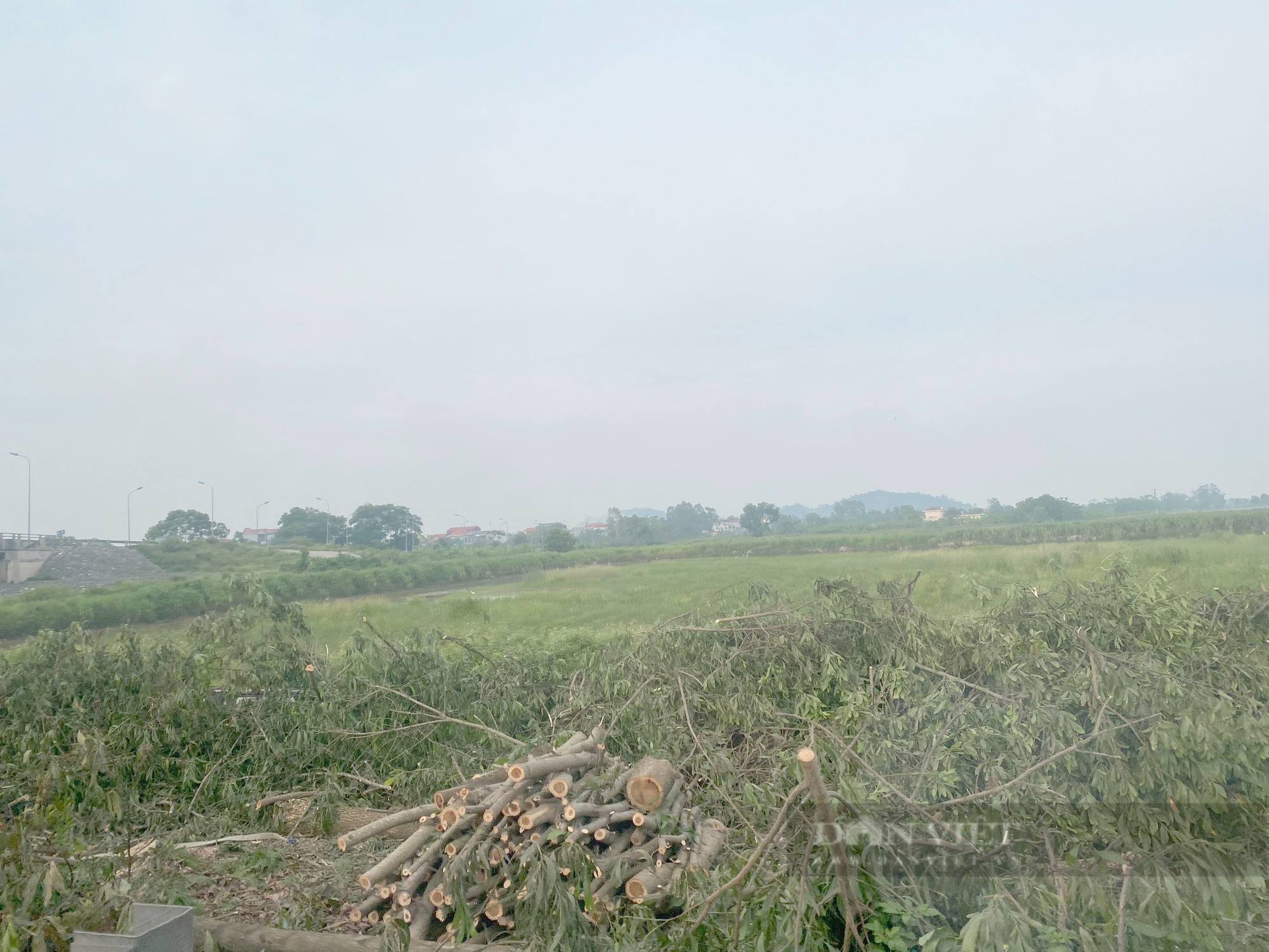 Chuyện gì xảy ra với hàng chục nghìn cây xanh bị chặt ở cao tốc Cầu Giẽ- Ninh Bình - Ảnh 6.