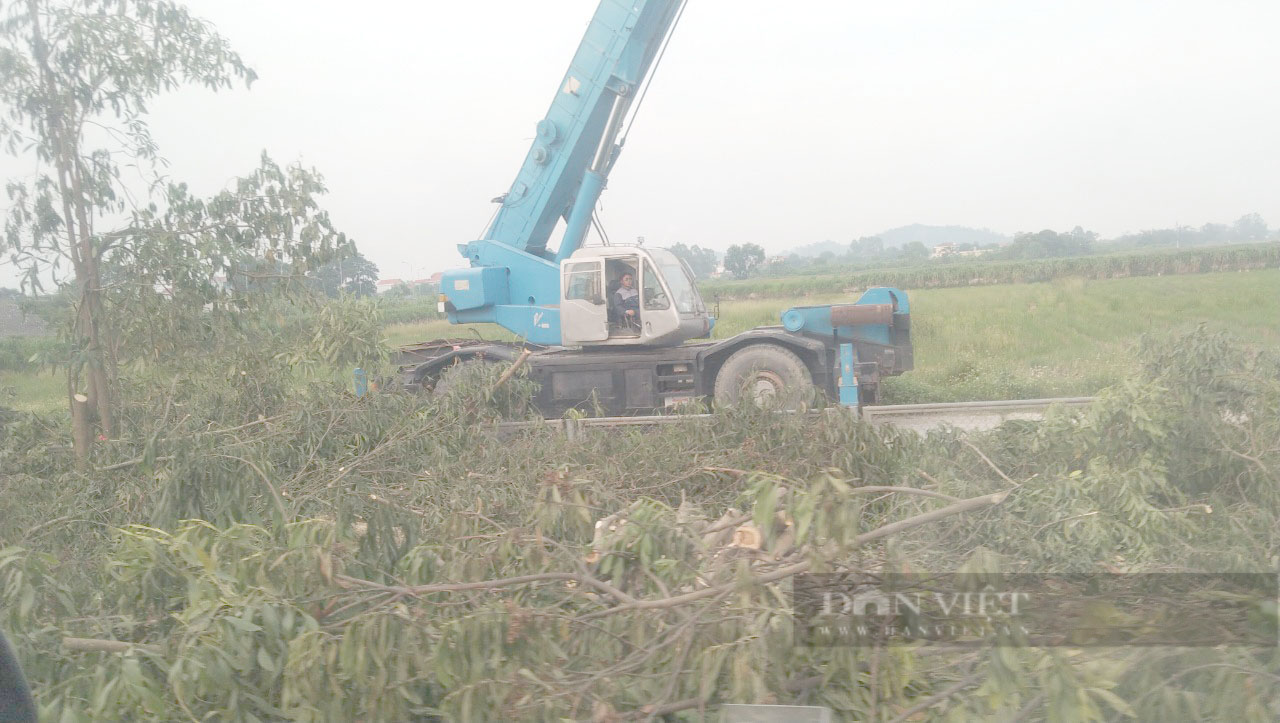 Chuyện gì xảy ra với hàng chục nghìn cây xanh bị chặt ở cao tốc Cầu Giẽ- Ninh Bình - Ảnh 7.