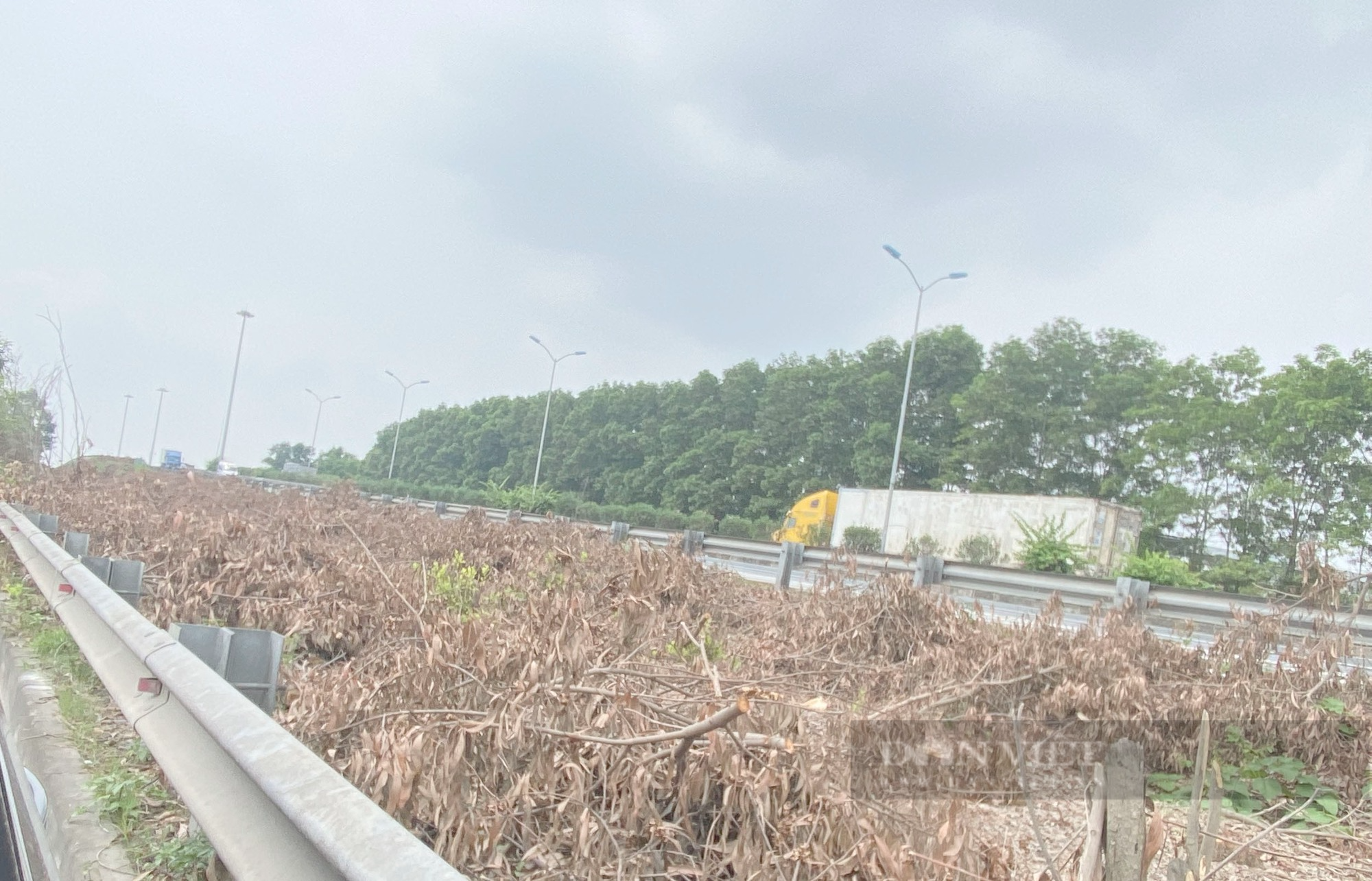 Chuyện gì xảy ra với hàng chục nghìn cây xanh bị chặt ở cao tốc Cầu Giẽ- Ninh Bình - Ảnh 9.