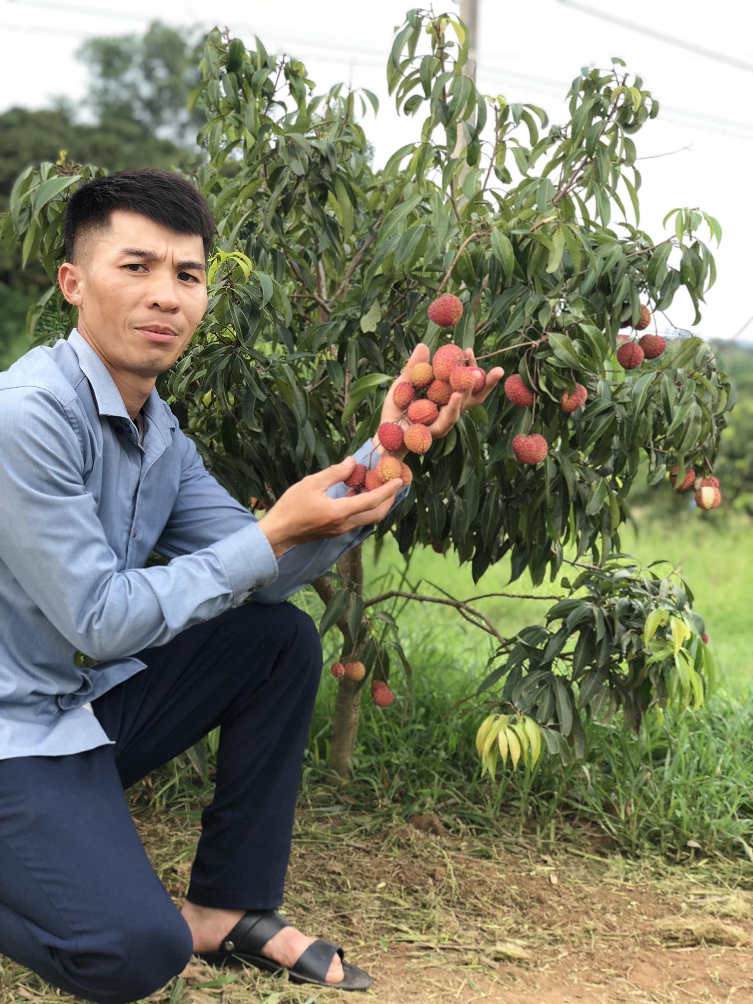 Nơi này ở Bắc Giang có loại vải lạ ăn &quot;ngập răng&quot;, khách từ Đắk Lắk bay ra tận nơi hỏi mua cây giống - Ảnh 2.