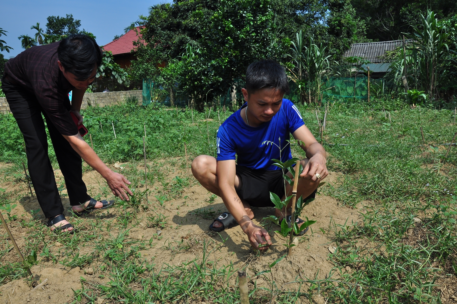Đây là loại cây sâm mọc tốt tại Hà Giang, nông dân, doanh nghiệp cùng trồng, chia lợi nhuận - Ảnh 1.