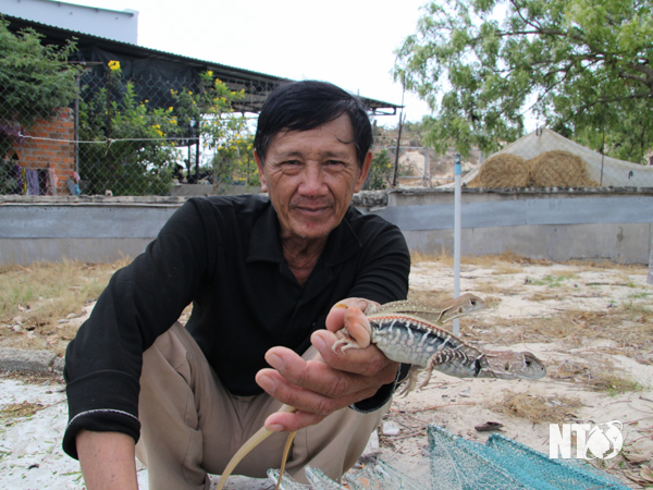 Nuôi con bò sát chạy thoăn thoắt trên cát, một nông dân Ninh Thuận bán 700.000 đồng/kg - Ảnh 1.