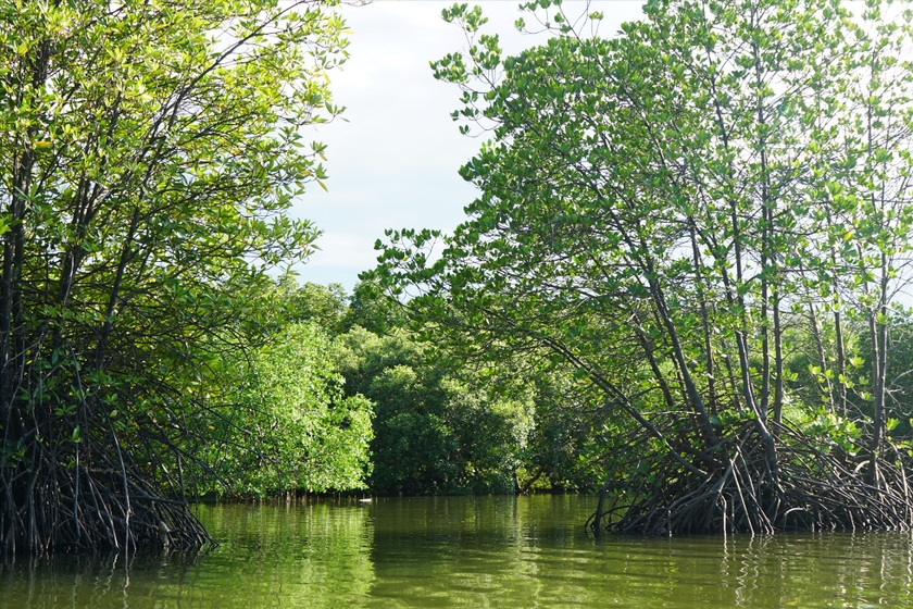 Đầm nước nổi tiếng đất Bình Định có một ốc đảo xanh, trên chim trời, dưới cá tôm, ai cũng muốn xem - Ảnh 7.