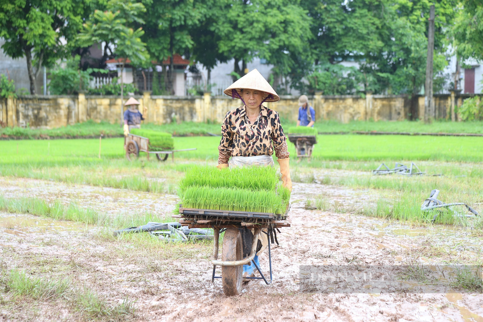 Sáng nay (27/6) diễn đàn Khuyến nông @ Nông nghiệp được tổ chức tại Hà Nam - Ảnh 3.