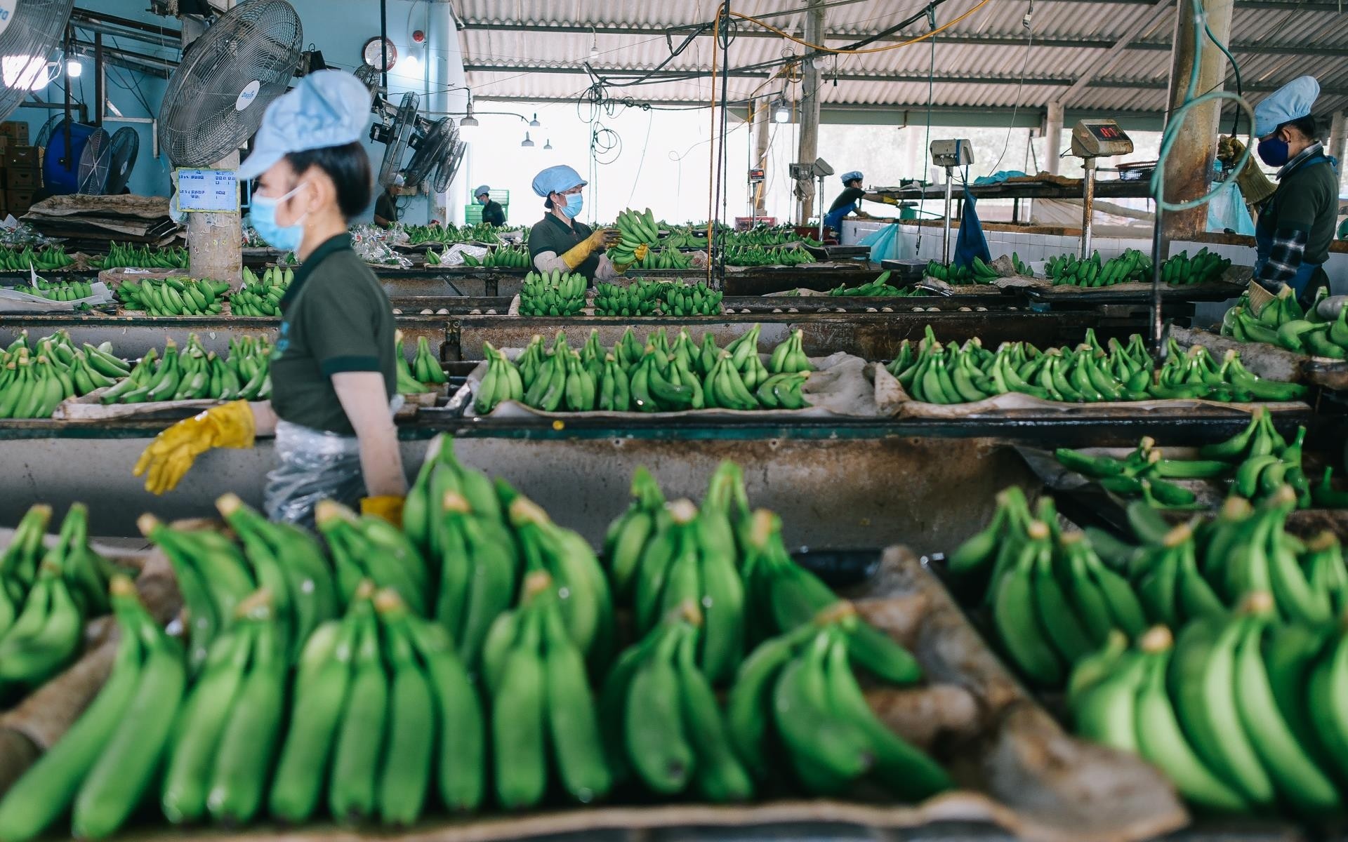 Nông sản Việt thu hàng tỷ USD từ thị trường Trung Quốc