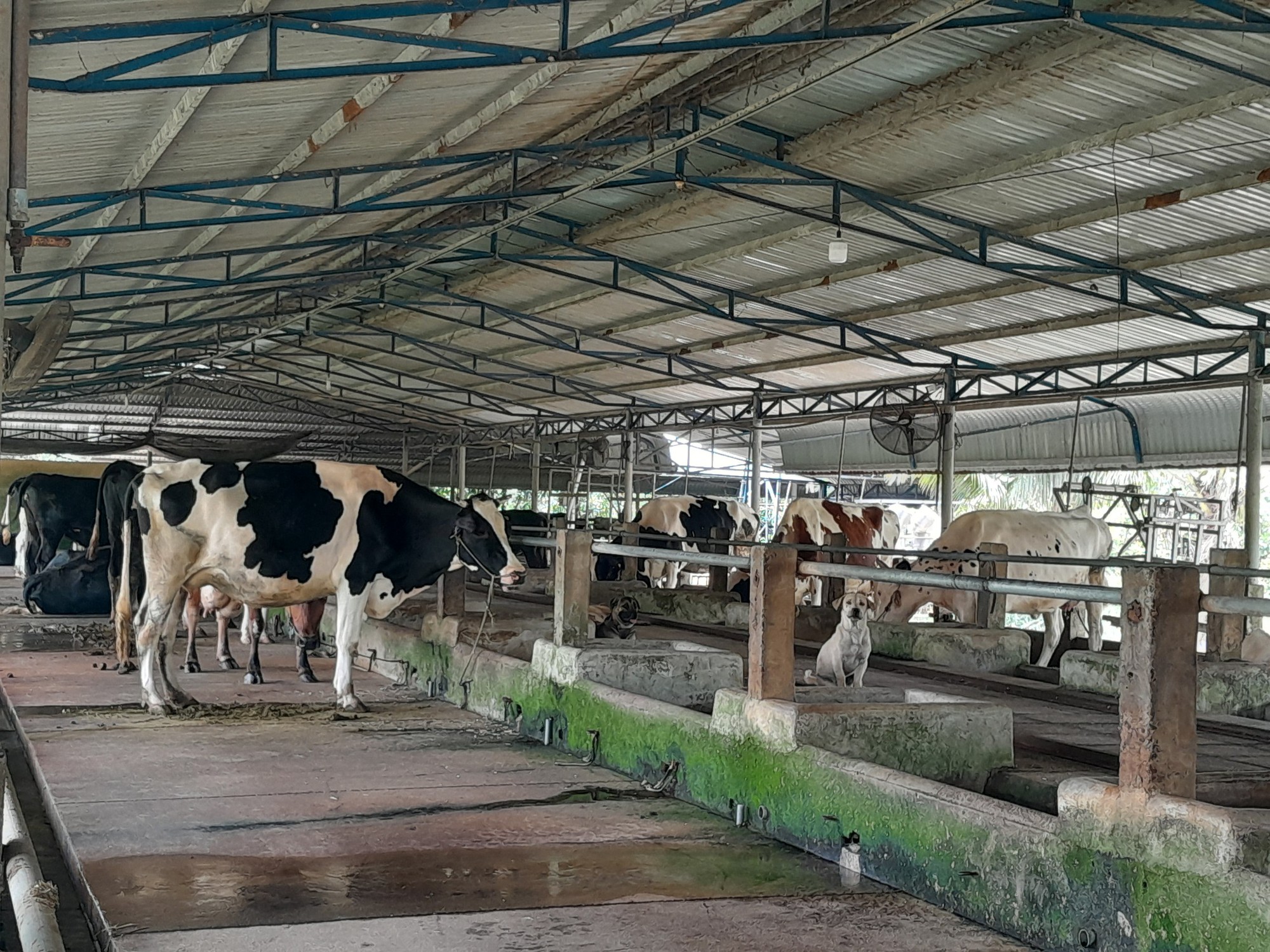 Huyện Củ Chi: Nhiều giải pháp giảm ô nhiễm môi trường trong chăn nuôi - Ảnh 2.