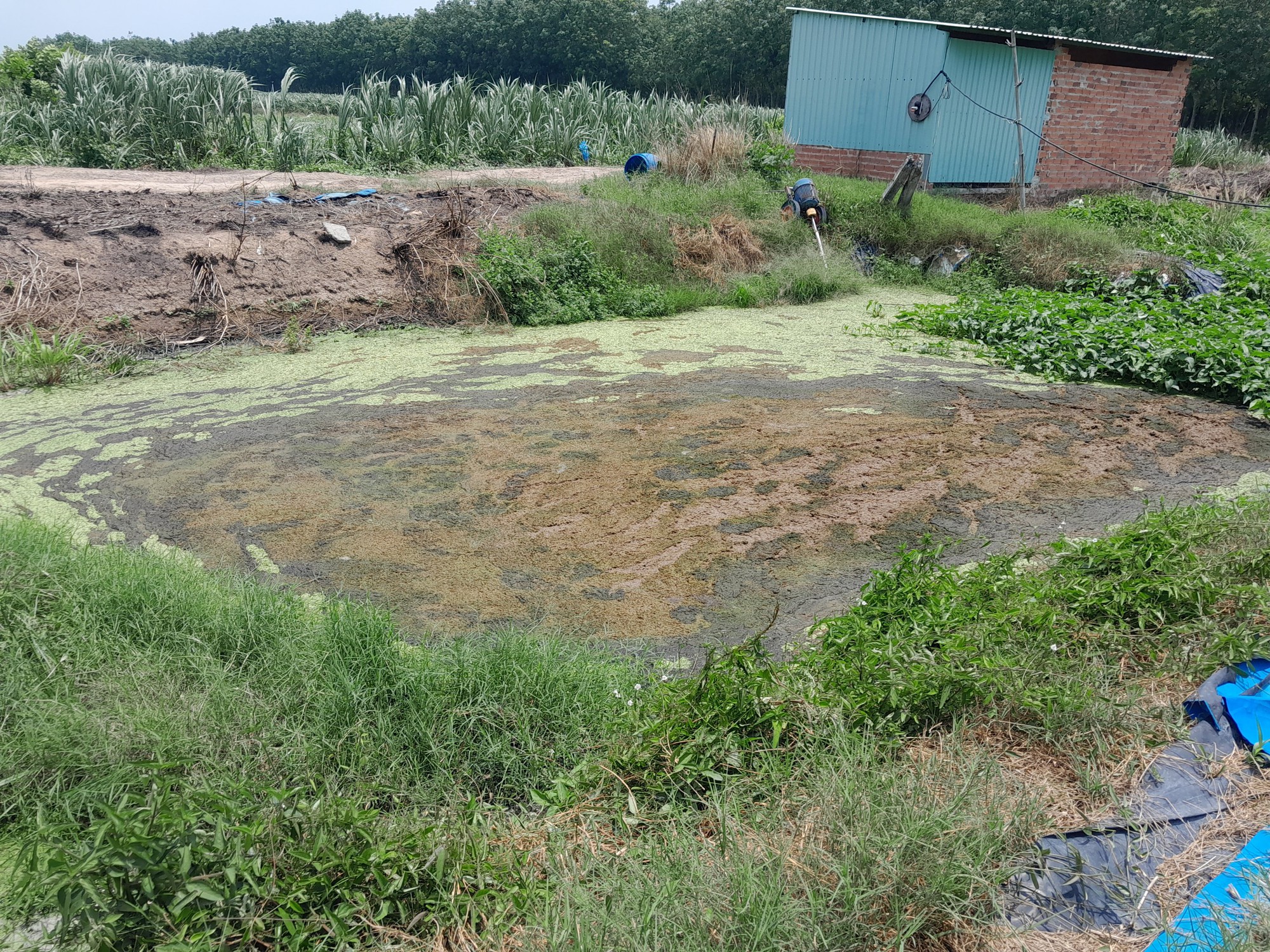 Huyện Củ Chi: Nhiều giải pháp giảm ô nhiễm môi trường trong chăn nuôi - Ảnh 5.