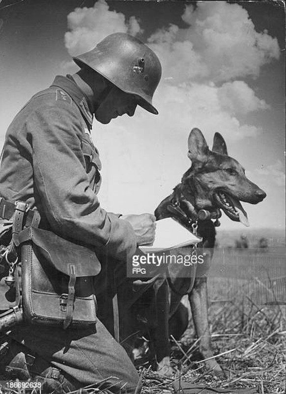 Bí mật “chiến binh” chó cảm tử của Liên Xô trong Thế chiến 2 - Ảnh 8.