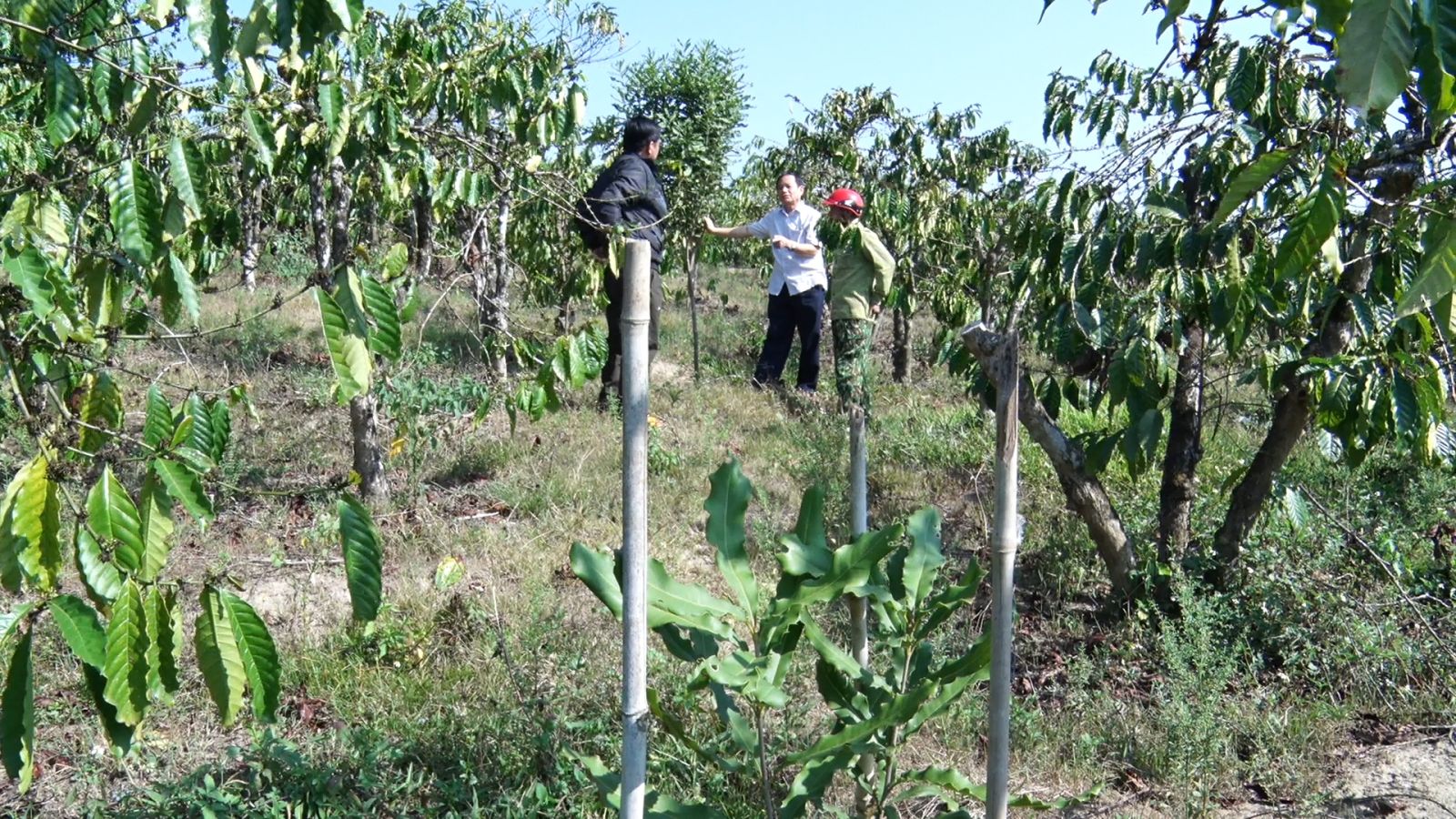 Loại cây cho hạt ăn bổ dưỡng, hỗ trợ giảm mỡ máu, ở huyện này của Kon Tum dân đang trồng thêm - Ảnh 3.