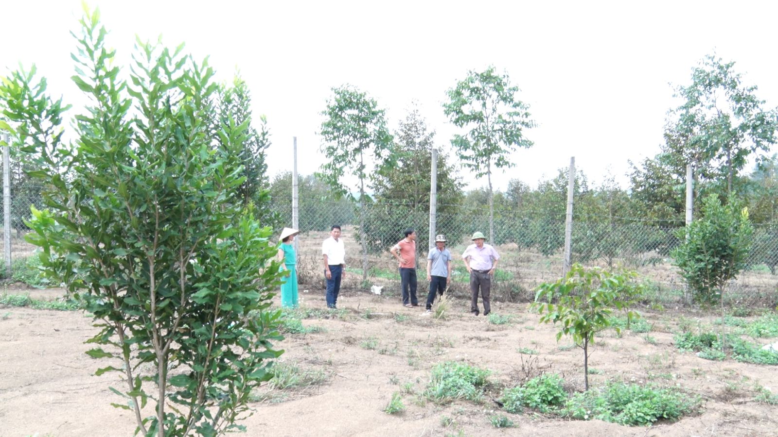 Loại cây cho hạt ăn bổ dưỡng, hỗ trợ giảm mỡ máu, ở huyện này của Kon Tum dân đang trồng thêm - Ảnh 6.