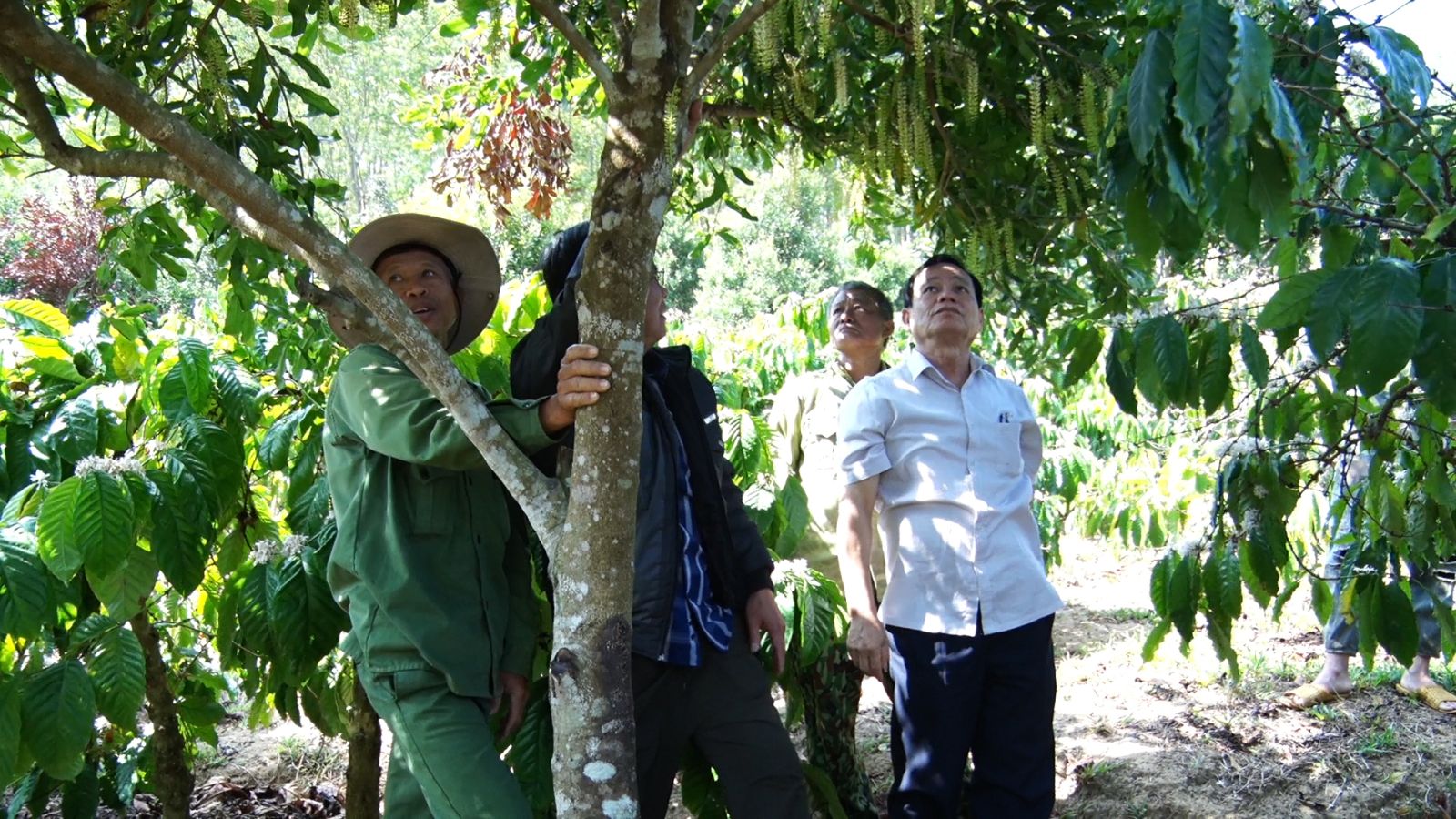 Loại cây cho hạt ăn bổ dưỡng, hỗ trợ giảm mỡ máu, ở huyện này của Kon Tum dân đang trồng thêm - Ảnh 1.