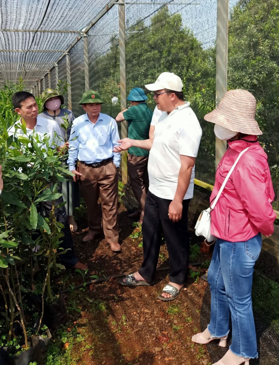 Loại cây cho hạt ăn bổ dưỡng, hỗ trợ giảm mỡ máu, ở huyện này của Kon Tum dân đang trồng thêm - Ảnh 5.