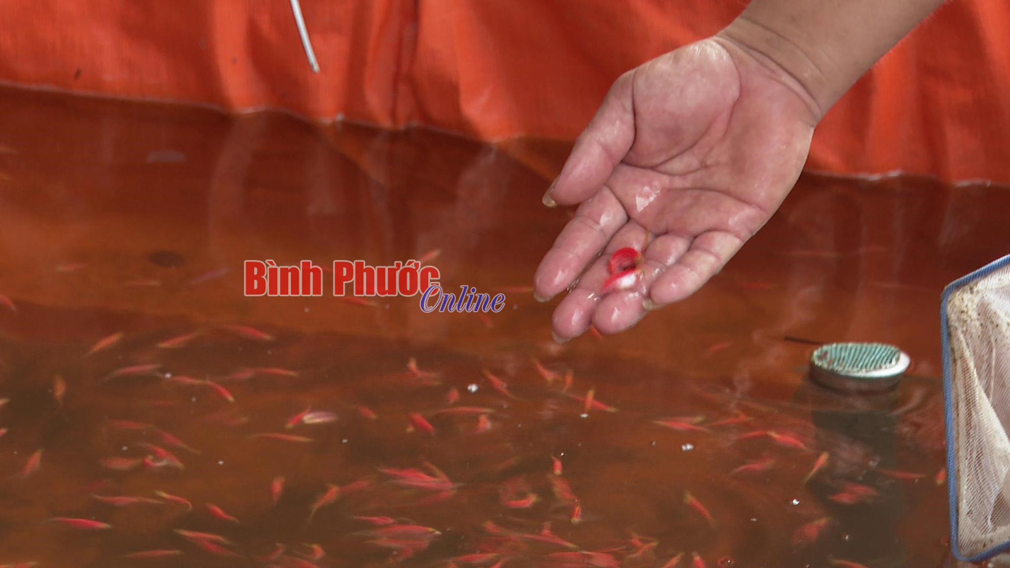 Một anh nông dân Bình Phước làm hồ lót bạt la liệt nuôi thứ cá độc lạ, nhiều người tò mò đến xem - Ảnh 2.
