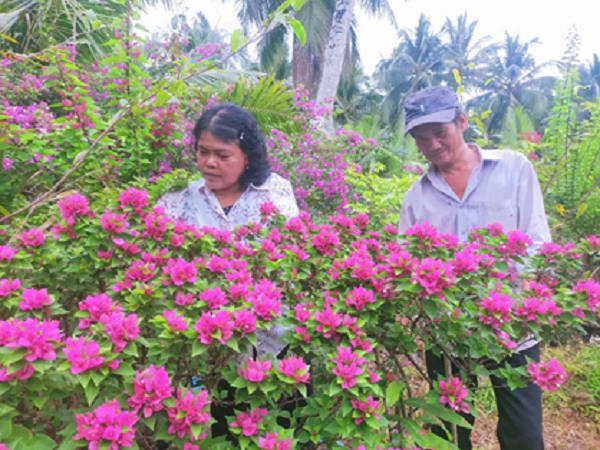 Trồng thứ cây cảnh hoa nở tưng từng, ai qua vườn của cặp vợ chồng Bến Tre thán phục - Ảnh 1.