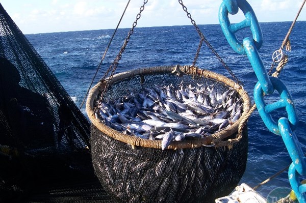 Trung Quốc - nước đứng đầu thế giới về đánh bắt cá biển đã chấp nhận Hiệp định trợ cấp nghề cá của WTO - Ảnh 1.