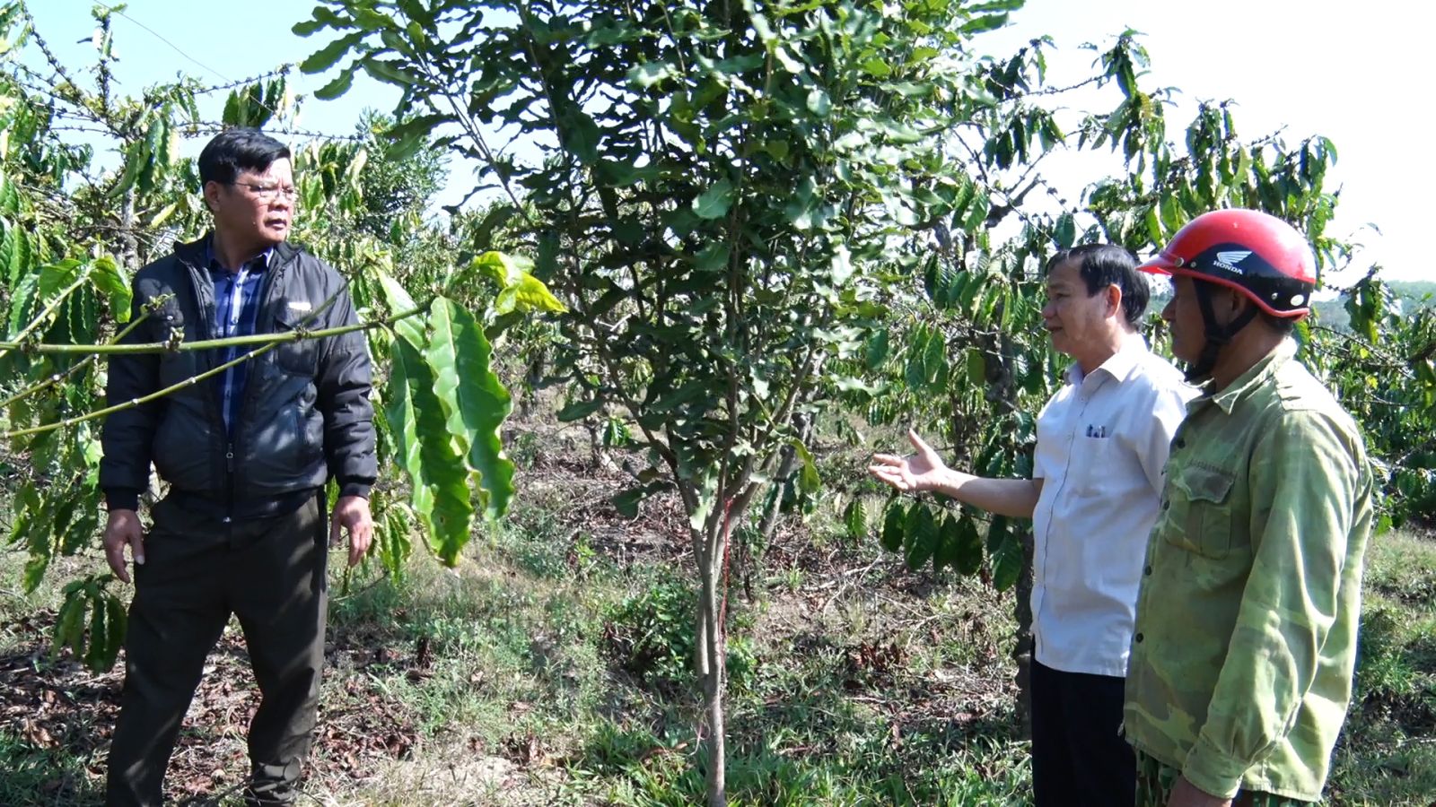 Loại cây cho hạt ăn bổ dưỡng, hỗ trợ giảm mỡ máu, ở huyện này của Kon Tum dân đang trồng thêm - Ảnh 2.