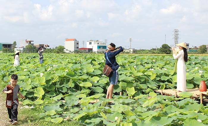 Xuất hiện đầm sen quan âm đẹp mê hồn ở Hải Dương, khách nô nức kéo nhau về check in - Ảnh 2.