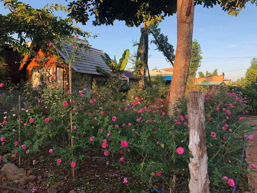 Vườn hoa hồng rực rỡ có ngôi nhà gỗ đẹp như mơ ở Bà Rịa-Vũng Tàu, xem ảnh ai cũng trầm trồ - Ảnh 10.