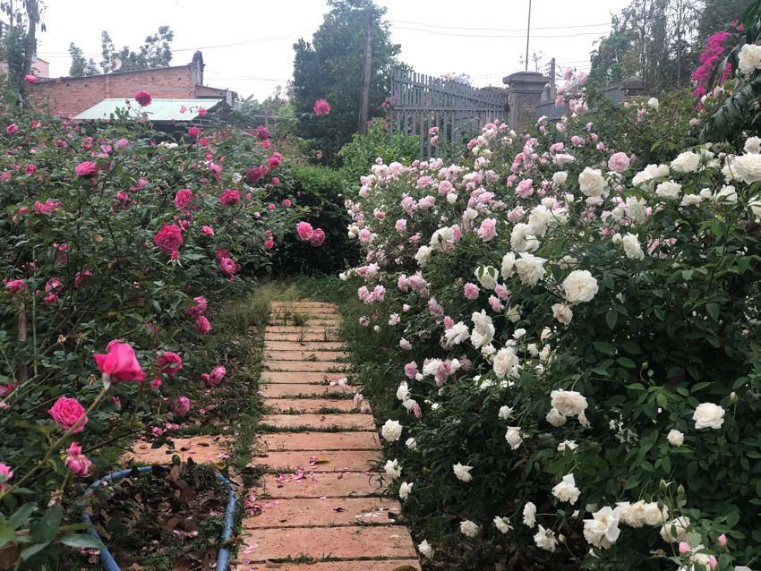 Vườn hoa hồng rực rỡ có ngôi nhà gỗ đẹp như mơ ở Bà Rịa-Vũng Tàu, xem ảnh ai cũng trầm trồ - Ảnh 15.