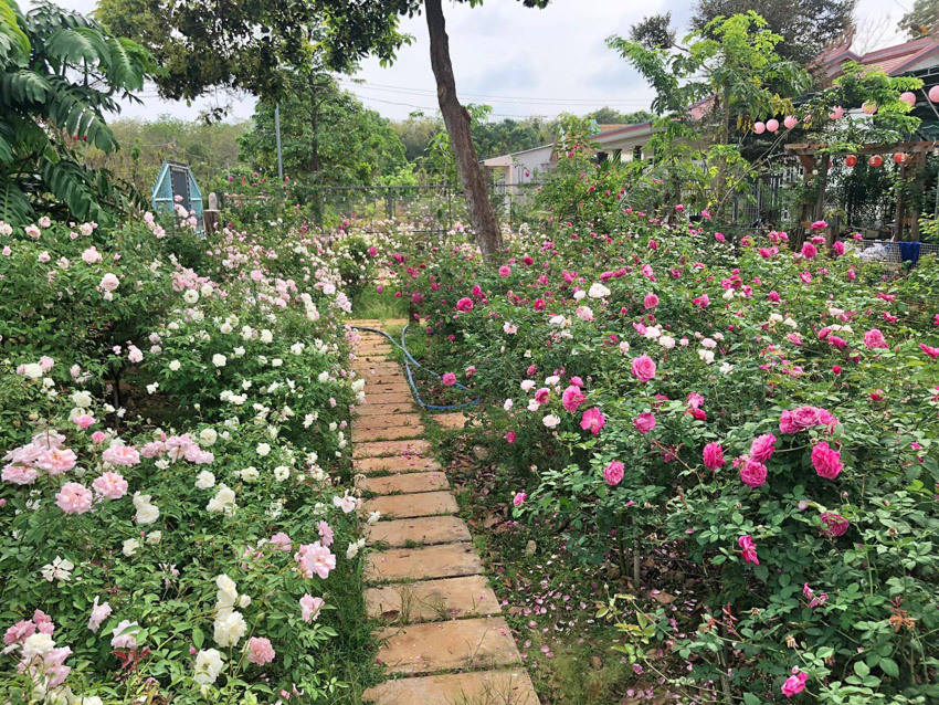 Vườn hoa hồng rực rỡ có ngôi nhà gỗ đẹp như mơ ở Bà Rịa-Vũng Tàu, xem ảnh ai cũng trầm trồ - Ảnh 11.