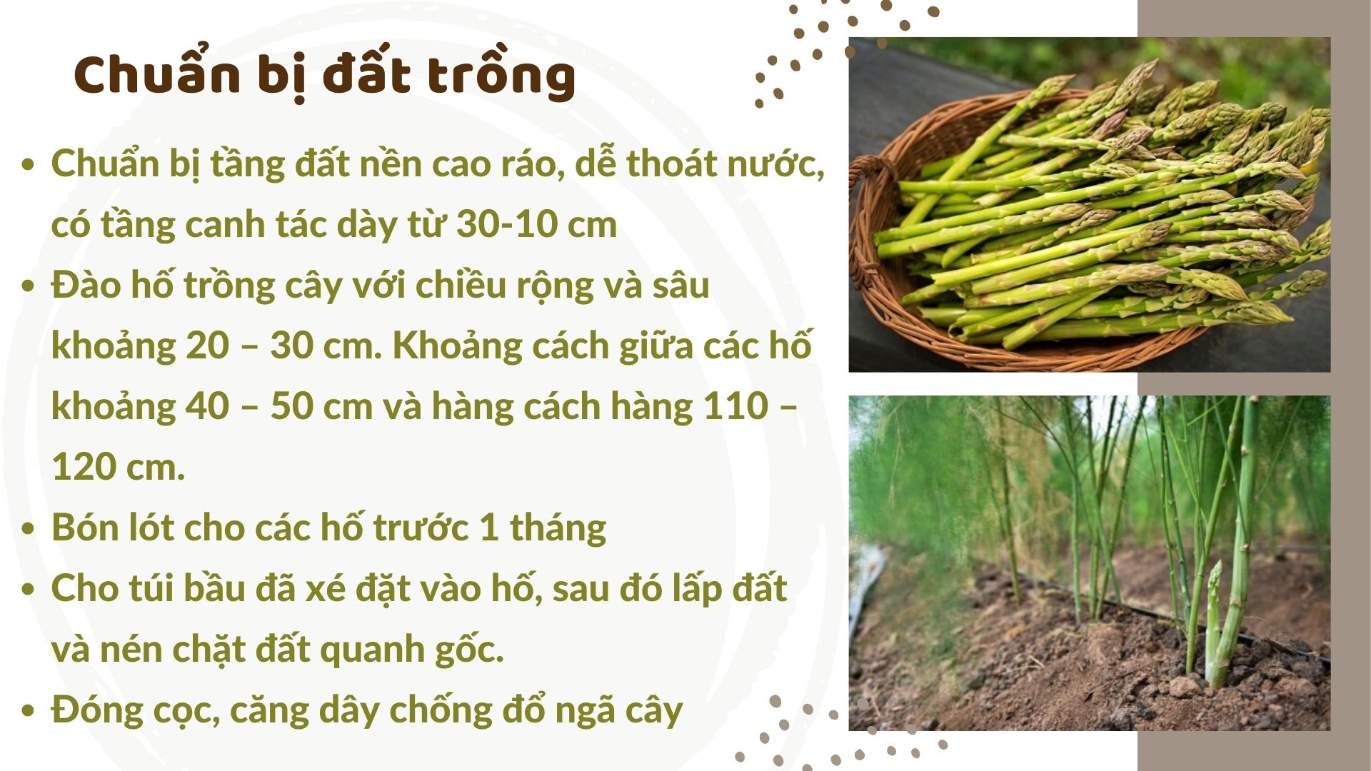 SỔ TAY NHÀ NÔNG: Kỹ thuật trồng măng tây cho người mới bắt đầu - Ảnh 2.