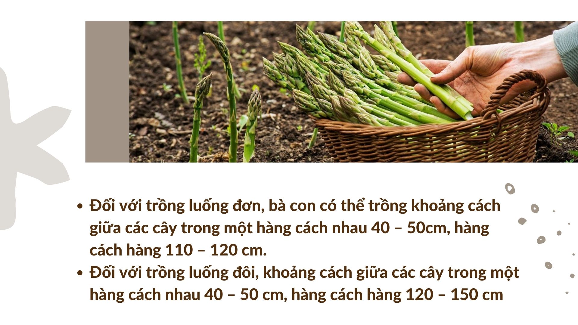 SỔ TAY NHÀ NÔNG: Kỹ thuật trồng măng tây cho người mới bắt đầu - Ảnh 3.