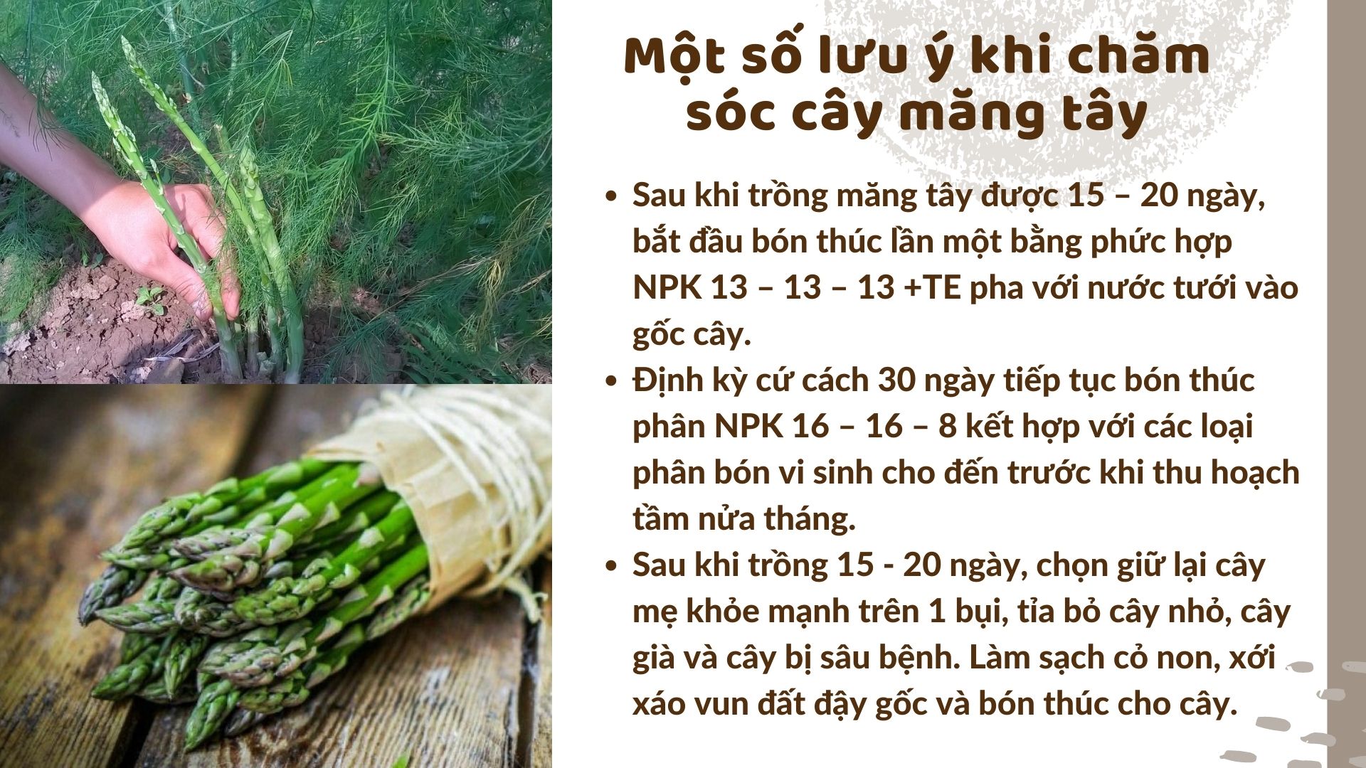 SỔ TAY NHÀ NÔNG: Kỹ thuật trồng măng tây cho người mới bắt đầu - Ảnh 4.