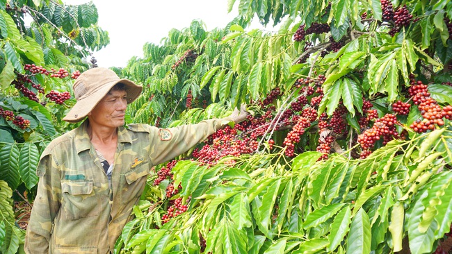 Giá cà phê tăng cao, nông dân cũng không được trồng, mở rộng xâm lấn đất rừng - Ảnh 1.