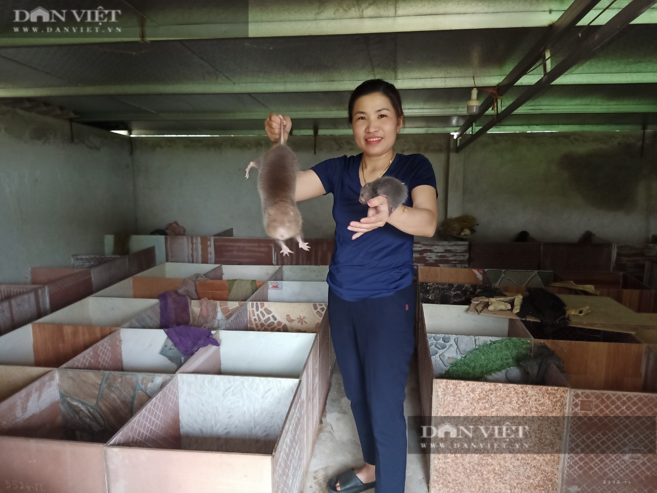 Nghệ An: Nữ nông dân người Thái thu nhập 200 triệu đồng/kg từ nuôi con đặc sản chỉ ăn cây tre, trồng rừng - Ảnh 1.