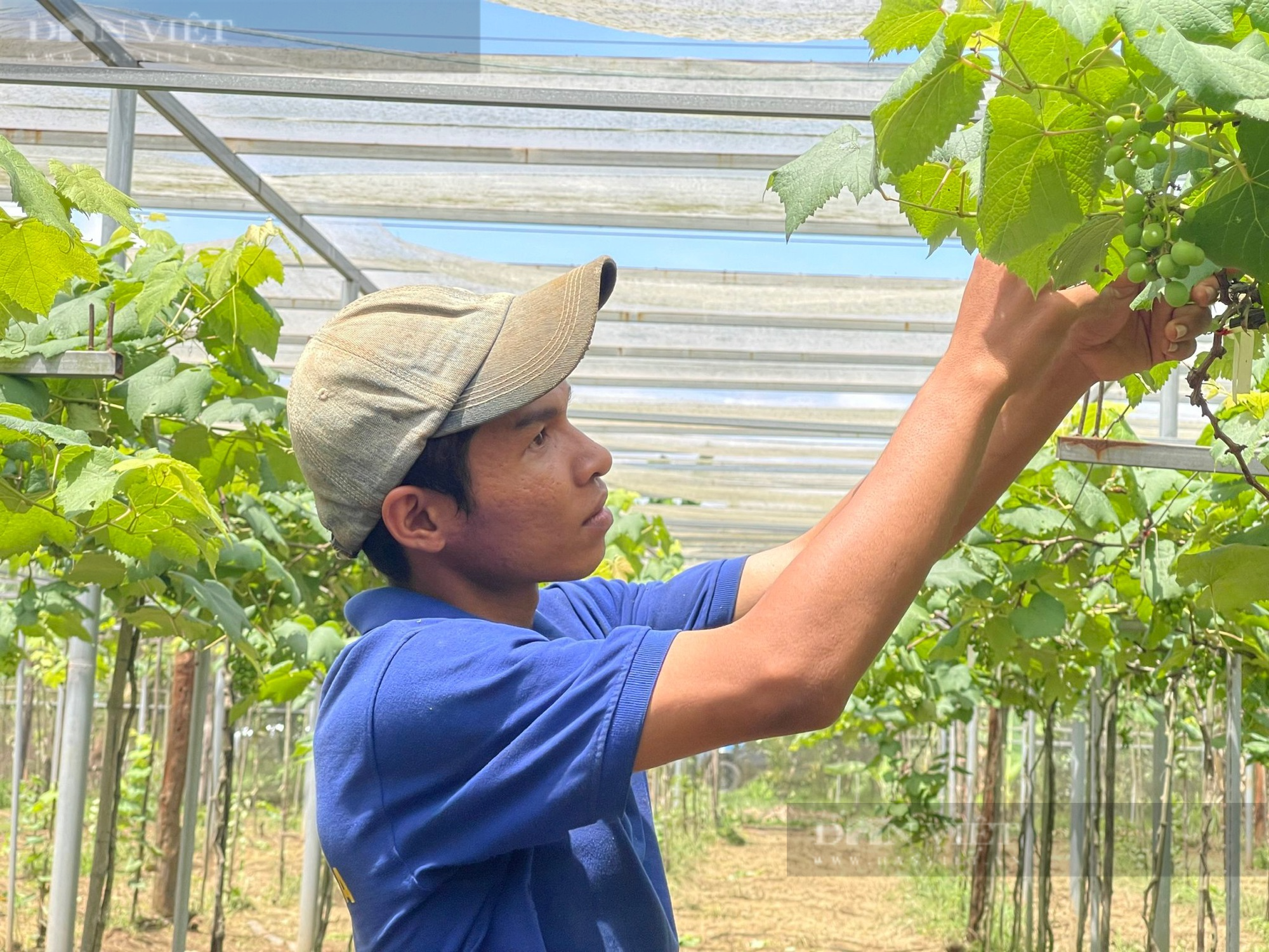 Nữ luật sư ở Đồng Nai trồng nho mẫu đơn, bí dứa…bán trái vào một siêu thị Nhật Bản, cung chưa đủ cầu - Ảnh 3.