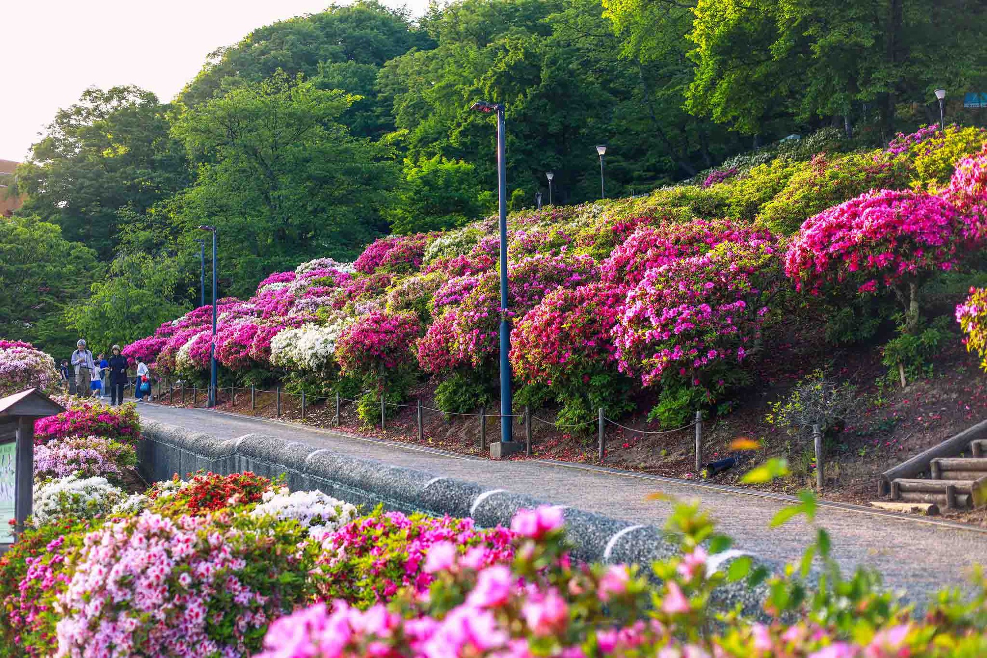 Công viên có hơn 50.000 cây đỗ quyên bung nở hoa ở Nhật Bản - Ảnh 7.