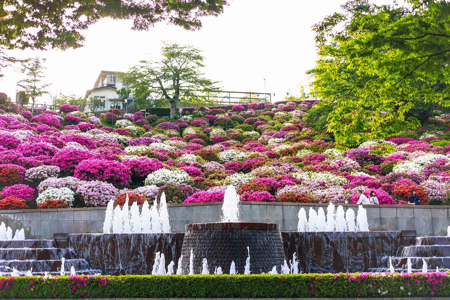 Công viên có hơn 50.000 cây đỗ quyên bung nở hoa ở Nhật Bản - Ảnh 3.