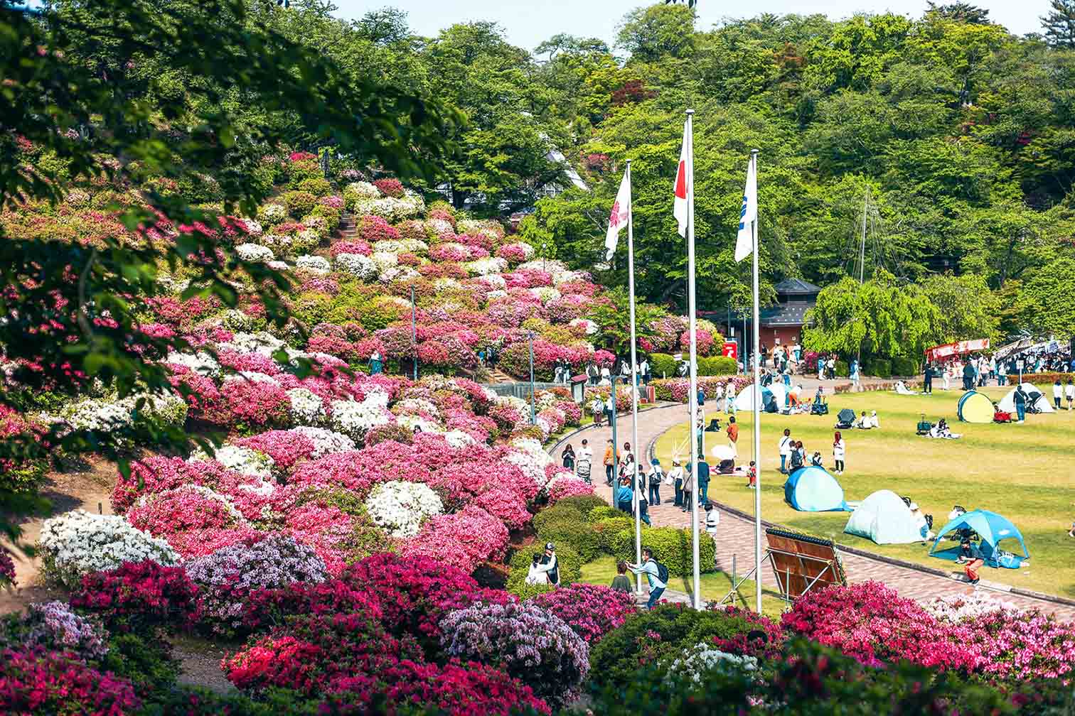 Công viên có hơn 50.000 cây đỗ quyên bung nở hoa ở Nhật Bản - Ảnh 1.