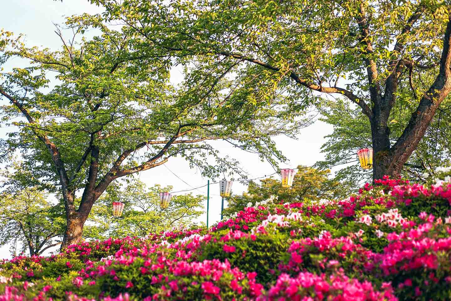 Công viên có hơn 50.000 cây đỗ quyên bung nở hoa ở Nhật Bản - Ảnh 9.