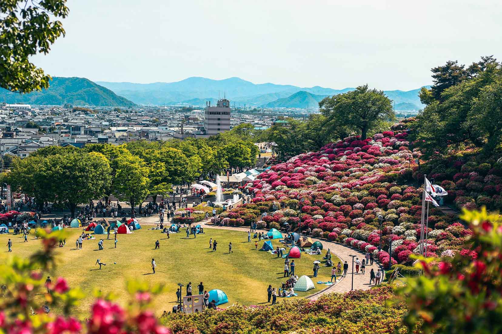Công viên có hơn 50.000 cây đỗ quyên bung nở hoa ở Nhật Bản - Ảnh 5.