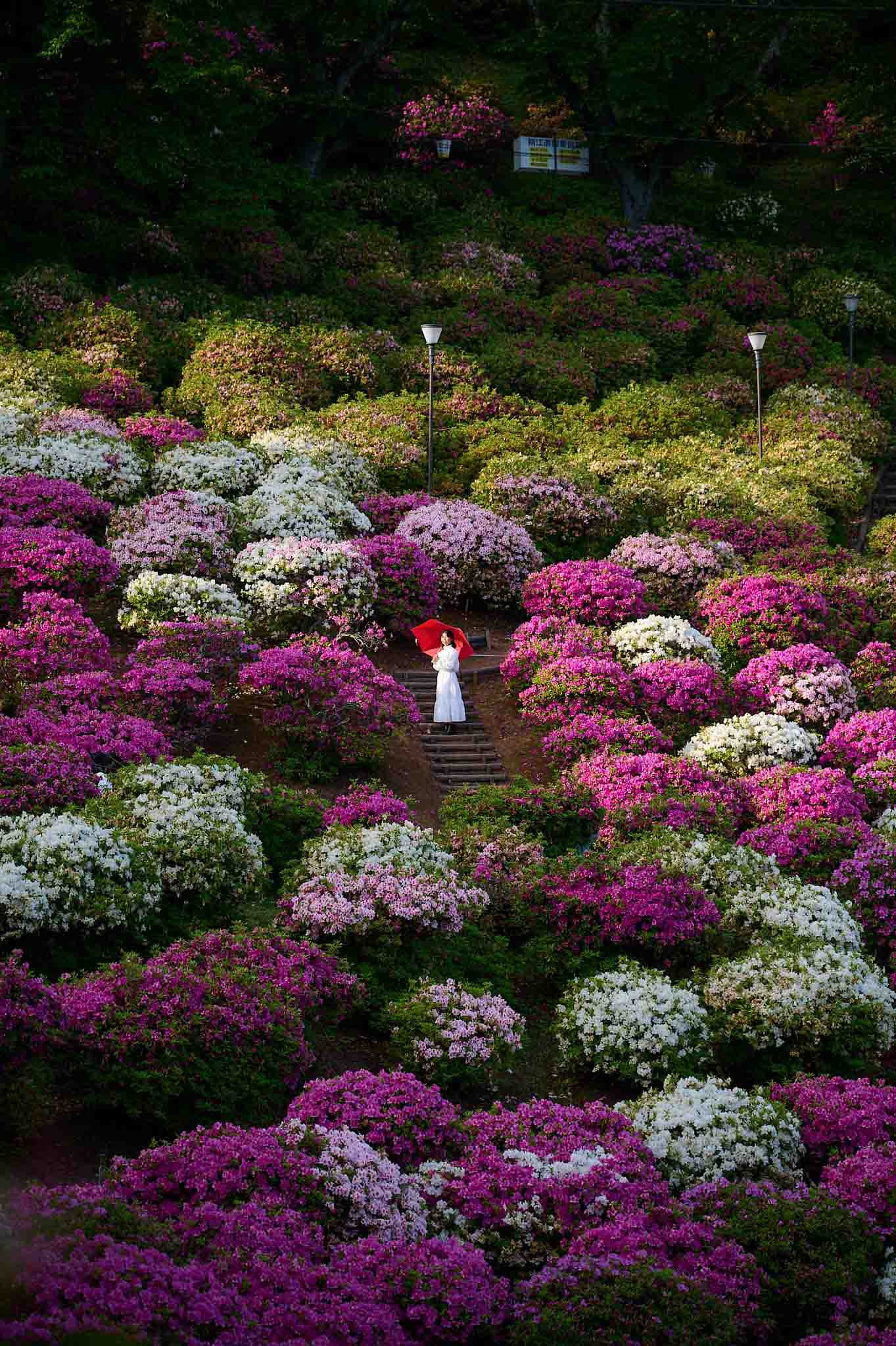 Công viên có hơn 50.000 cây đỗ quyên bung nở hoa ở Nhật Bản - Ảnh 2.