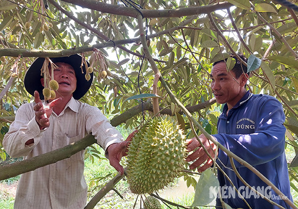Một ông nông dân Kiên Giang vừa bán 11 tấn sầu riêng lãi ròng hơn nửa tỷ - Ảnh 2.