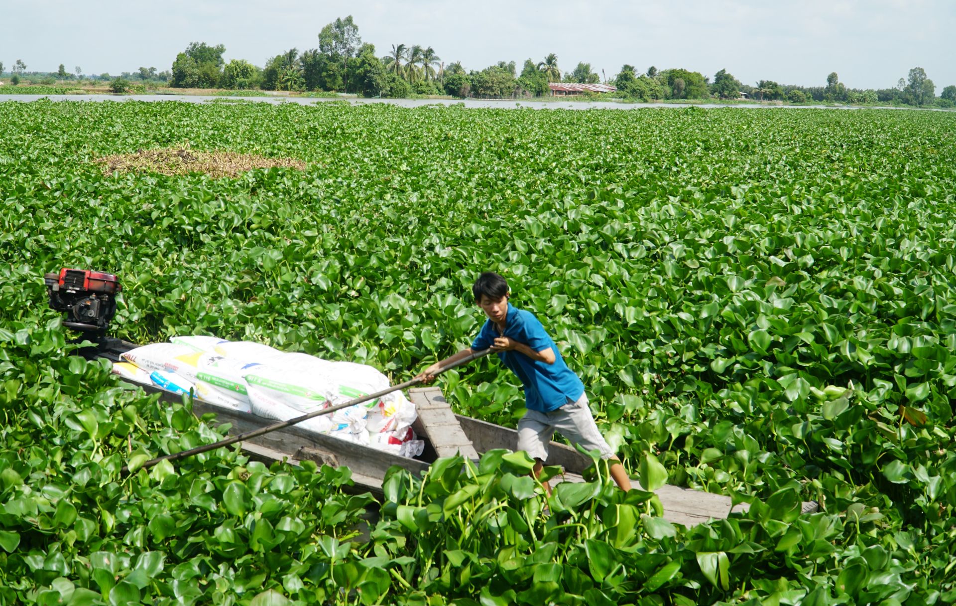 Chuyện lạ Long An, trồng rau tốt um trên bèo lục bình nổi trên sông, Tây Ninh đang muốn làm theo - Ảnh 2.