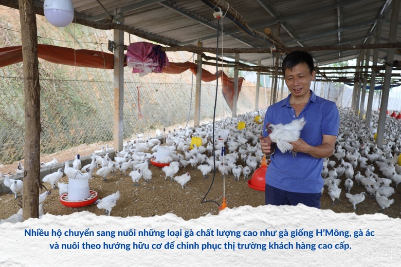 Giá gà mãi không &quot;ngóc cổ dậy&quot;, nông dân chăn nuôi ở Lào Cai đang xoay sở kiểu gì? - Ảnh 1.