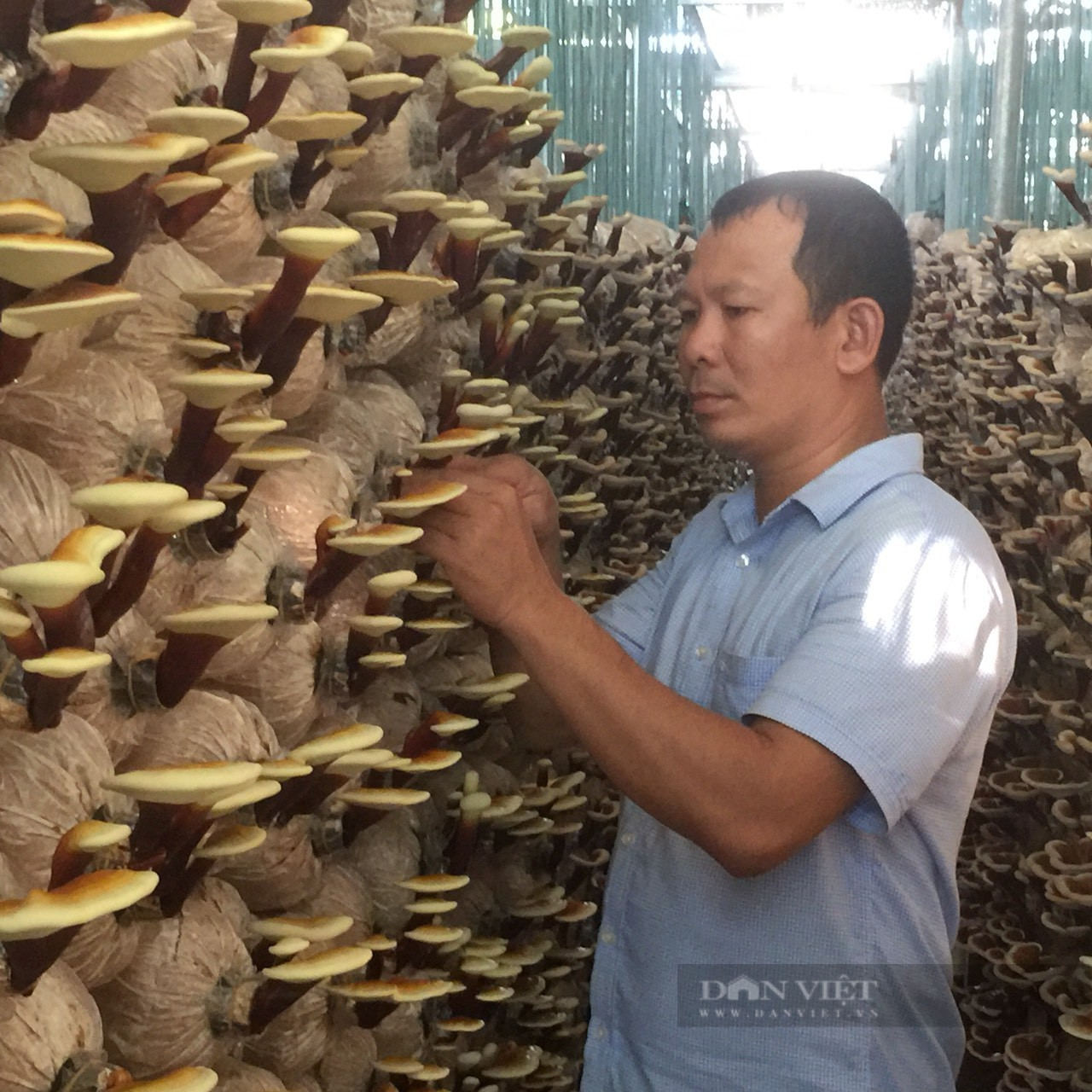 Một nông dân lập Hợp tác xã trồng nấm sạch đầu tiên ở Quảng Ngãi, thu tiền tỷ mỗi năm - Ảnh 1.