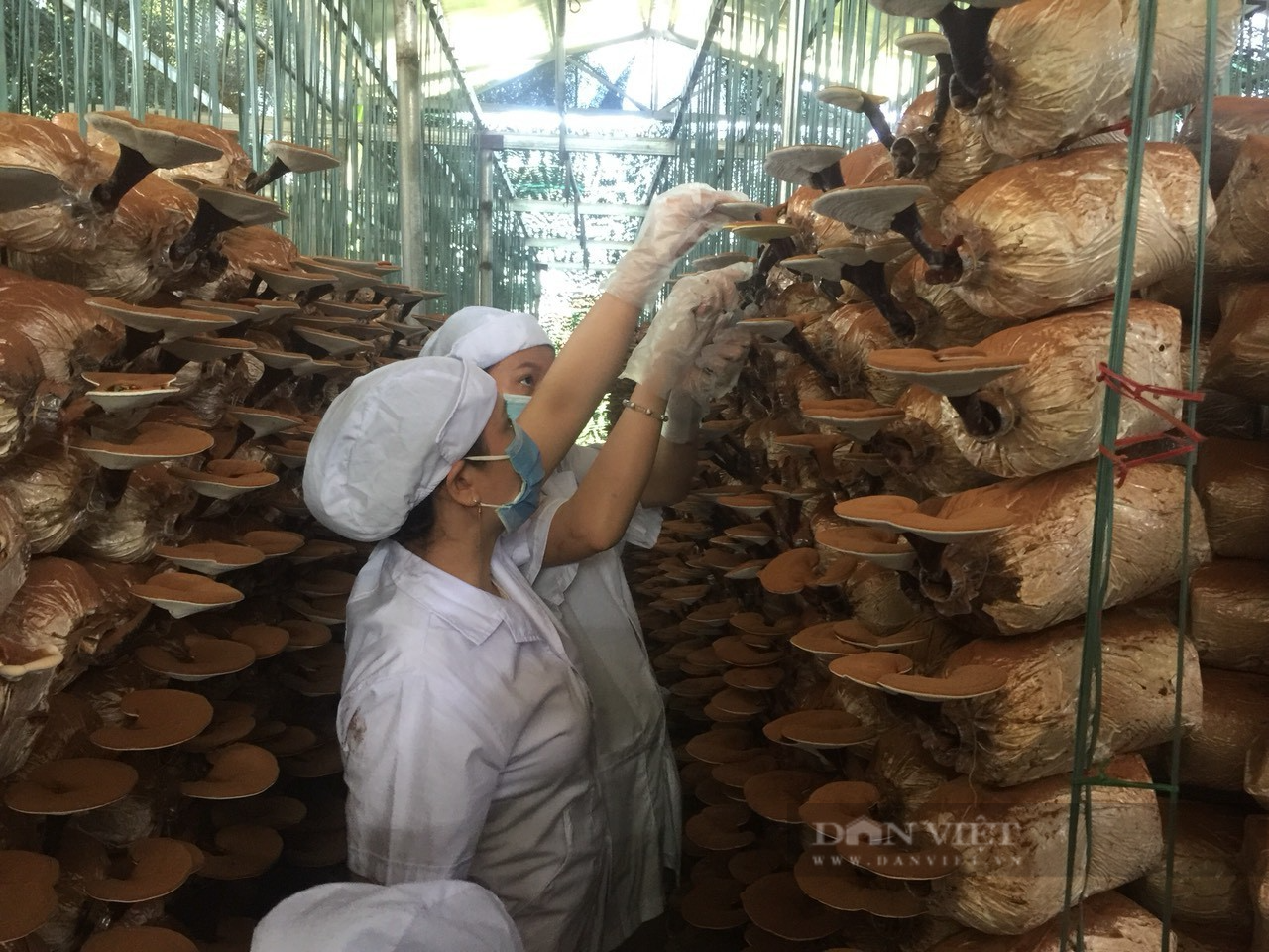Một nông dân lập Hợp tác xã trồng nấm sạch đầu tiên ở Quảng Ngãi, thu tiền tỷ mỗi năm - Ảnh 4.