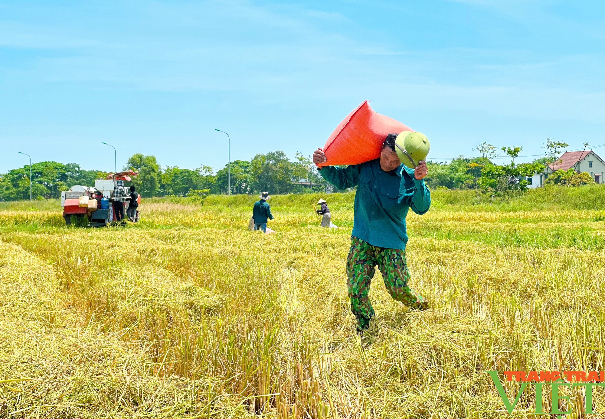 Nông dân Nghệ An ra đồng từ 3h sáng, gặt nốt khoảnh đồng lúa xuân cuối cùng trong cái nắng 40°C - Ảnh 2.