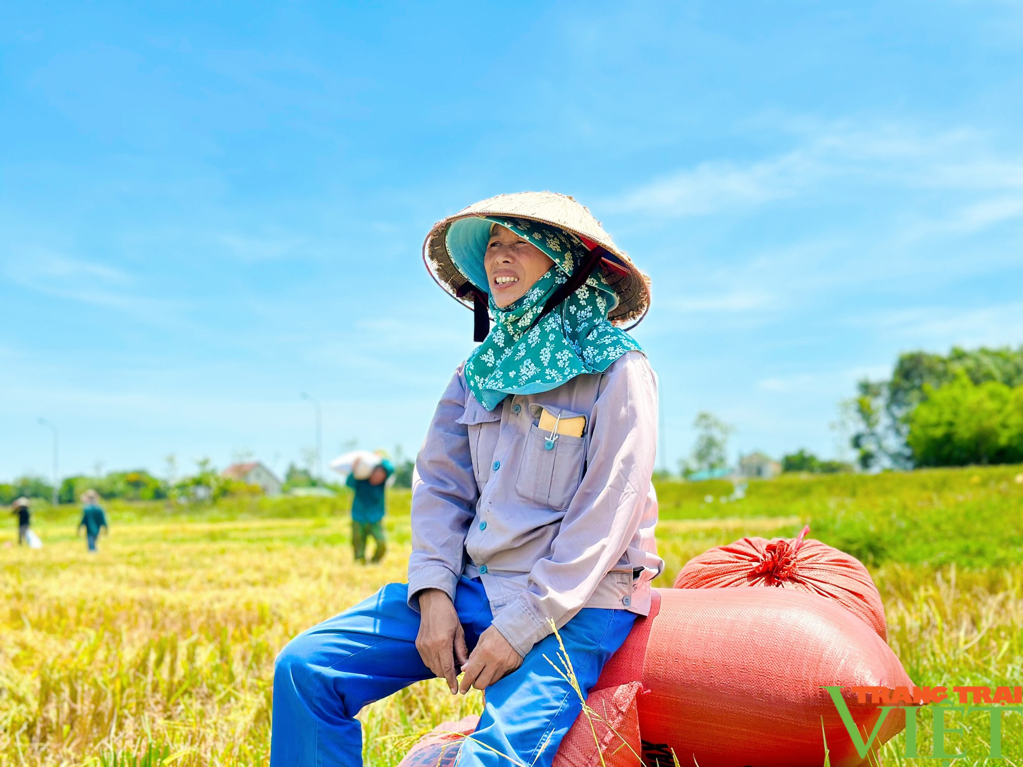 Nông dân Nghệ An ra đồng từ 3h sáng, gặt nốt khoảnh đồng lúa xuân cuối cùng trong cái nắng 40°C - Ảnh 3.