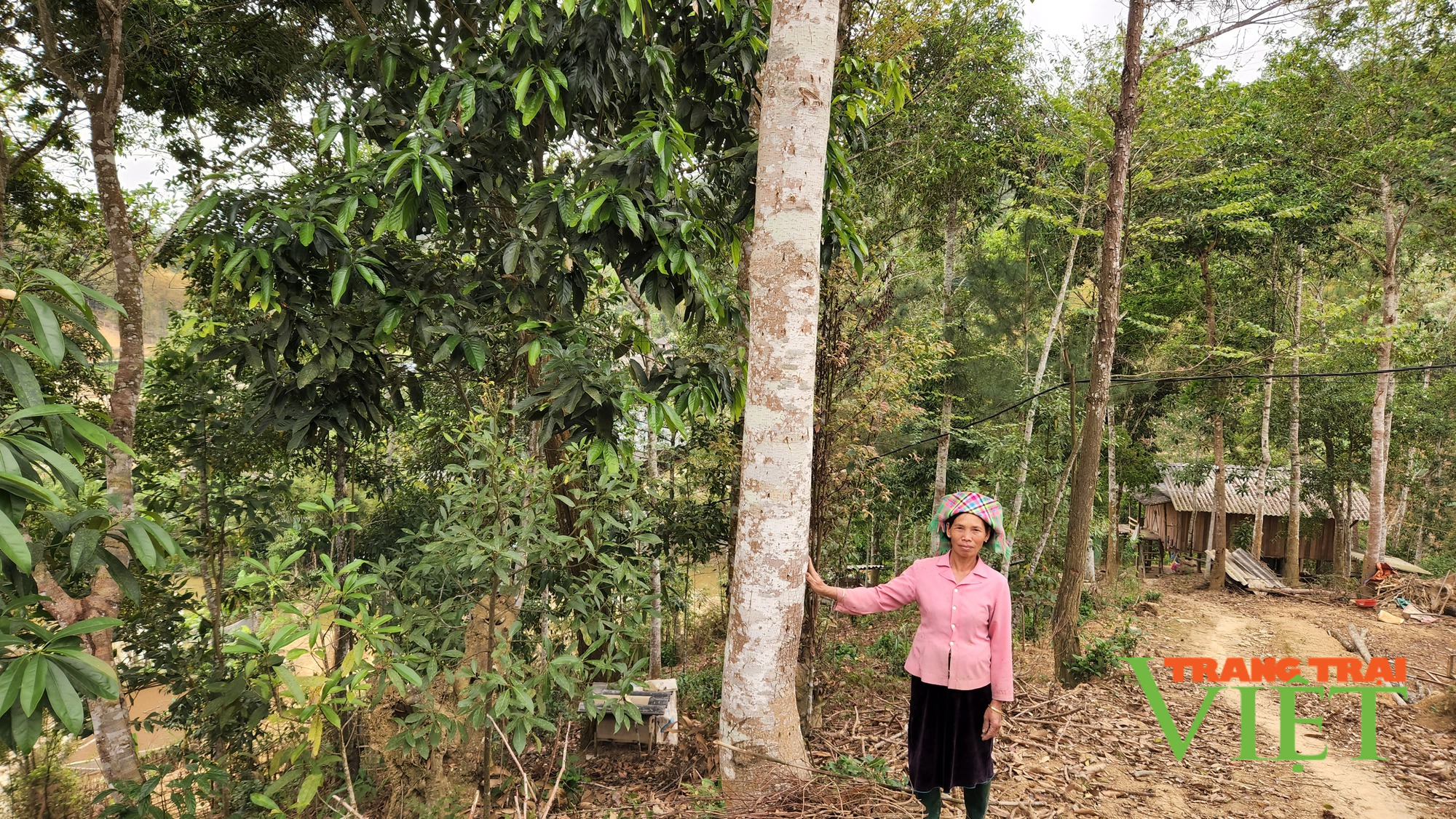 Lai Châu: Người dân xã Mường Than chung tay bảo vệ rừng - Ảnh 2.
