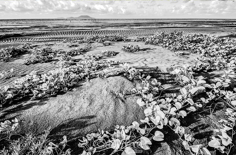 Thủy triều rút, ra bãi cạn này ở Cà Mau xem nông dân cào bắt con đặc sản bình dân, ăn bổ dưỡng - Ảnh 6.