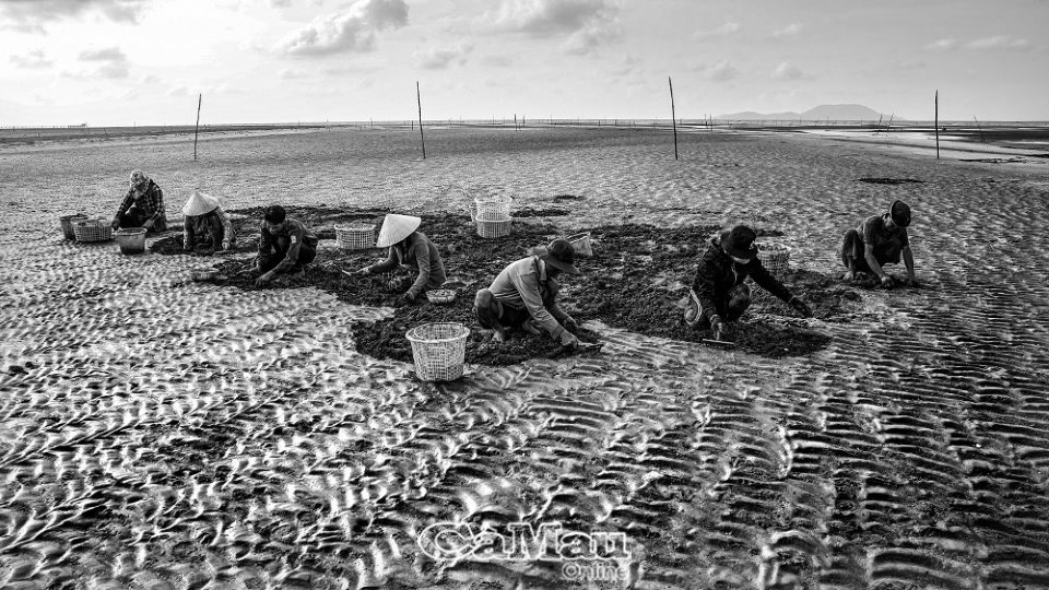 Thủy triều rút, ra bãi cạn này ở Cà Mau xem nông dân cào bắt con đặc sản bình dân, ăn bổ dưỡng - Ảnh 1.