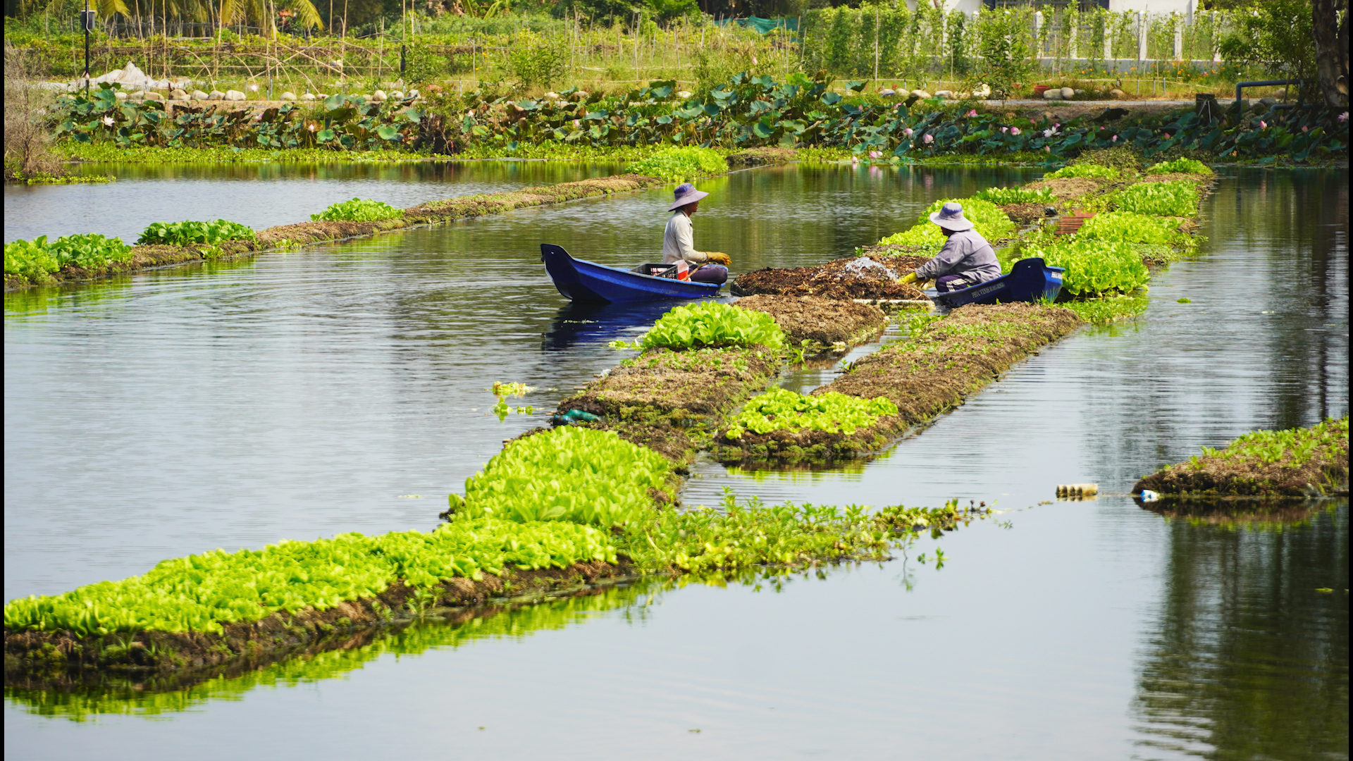 Chuyện lạ Long An, trồng rau tốt um trên bèo lục bình nổi trên sông, Tây Ninh đang muốn làm theo - Ảnh 1.