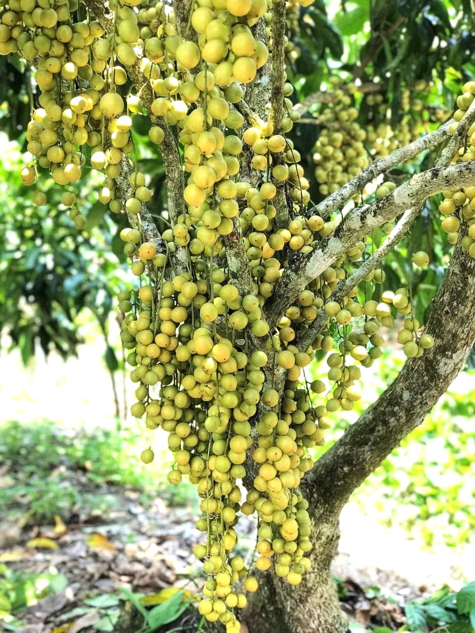 Mê mẩn những vườn dâu trĩu quả ở Kiên Giang - Ảnh 2.