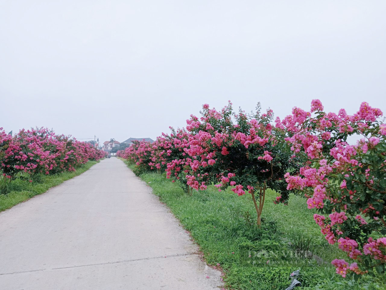 Ba Vì (Hà Nội): Đường hoa tường vy đẹp như tranh, nhiều đôi đến đây checkin, chụp ảnh cưới - Ảnh 1.